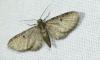 Eupithecia selinata